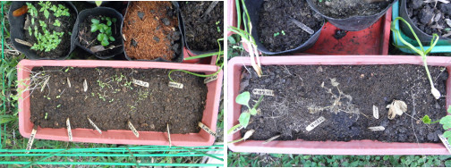 Images of unhealthy herbs in window boxes