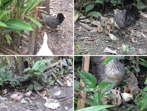 Images of newly born chicks