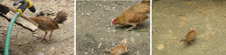 Images of growing chicks