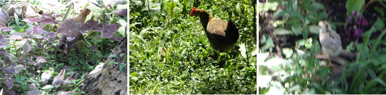 Images of chicken with chicks hidden
        among plants