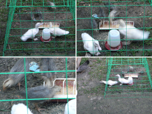 Images of young chicks and ducklings in special
              feeding cage -to keep others out