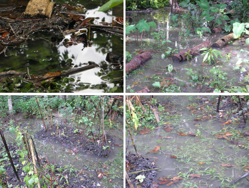 Images of flooded garden