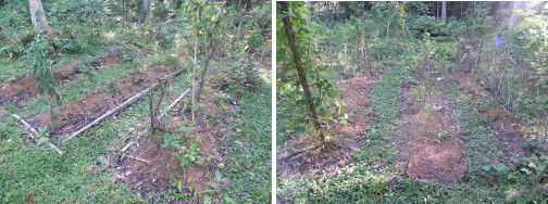 Images of newly weeded and seeded garden plots