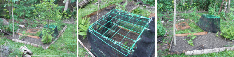 Images of anti-chickenframe protecting
        seeds in garden