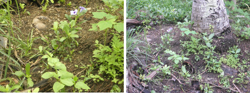 Images of plants growing in compost patches under
        coconut trees