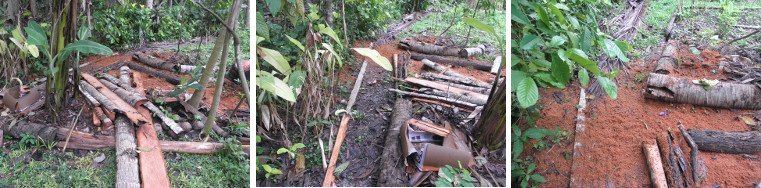 Images of area being cleaned up after tree felling