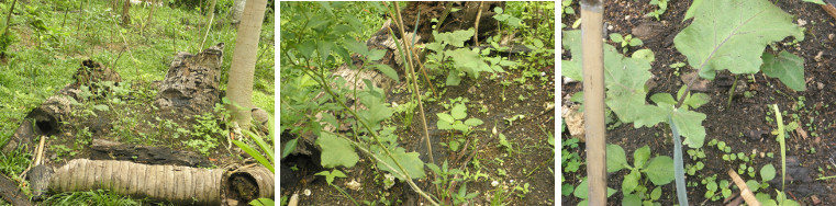 Images of eggplant in garden plot