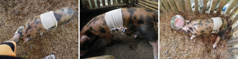 Images of piglet one day after
          umbilical hernia operation