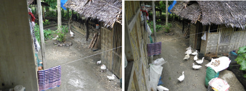 Images of ducks during and after tropical rain