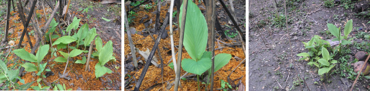 Images of Turmaric growing