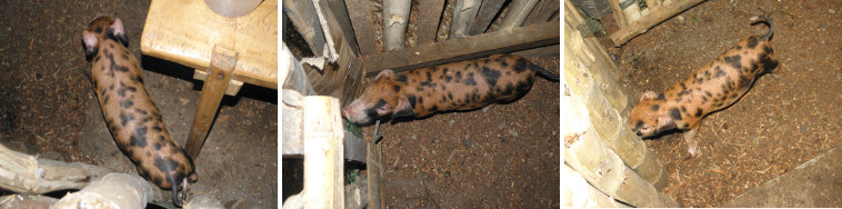 Images of young piglet