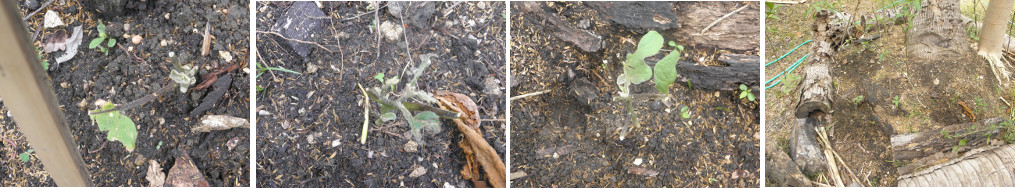 Images of eggplant plants eaten by
            cow