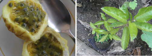 Images of passion fruit with seeds and
        young passion fruit seedlings