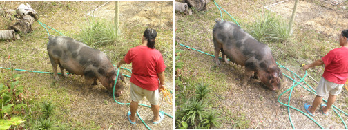 Image of pig being washed