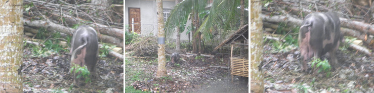 Images of pig enjoying the rain