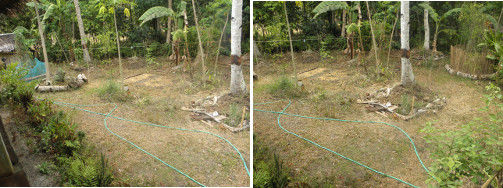 Images of drought stricken garden