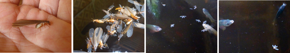 Images of termite swarm being eaten by
        tilapia