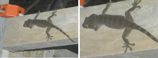 Image of gekko in house