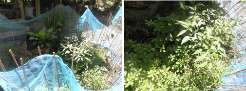 Images of garden patch after rain