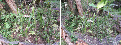 Images of plants growing under a banana
        tree