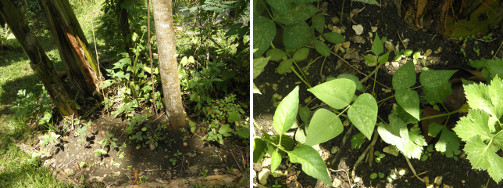 Images of plants growing under a banana tree