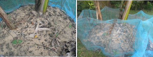 Image of banana patch with bean plants
        now sown with greens