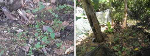 Images of vegetables sprouting in a
        banana patch