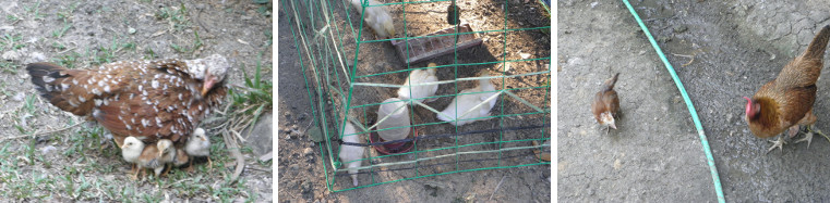 Images of young Chickens and Ducks