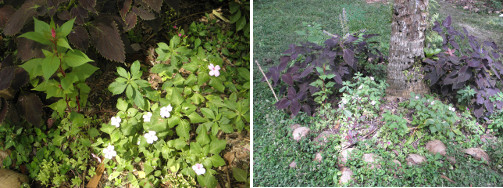 Images of flower patch in tropical
        garden