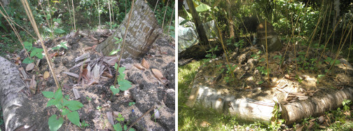 Images of bean plants growing in tree
        stump patch