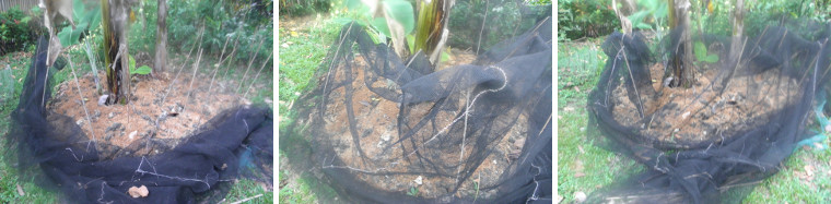 Images of garden patch with anti-chicken net installed