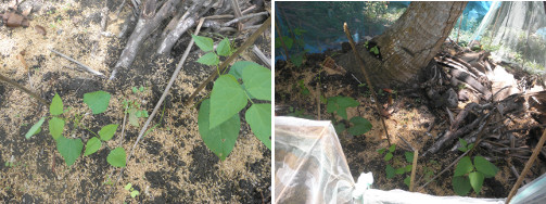 Images of young shoots under Coconut tree