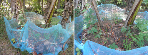 Images of beans growing in Banana patch