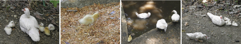 Images of young ducklings