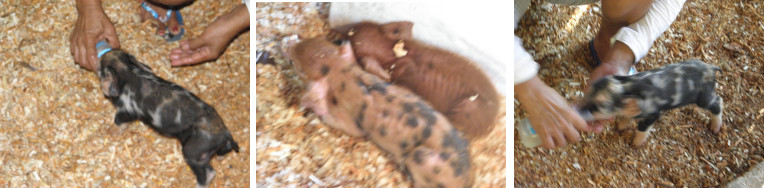 Images of sick piglets being hand fed