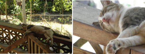 Image of cat sleeping on balcony