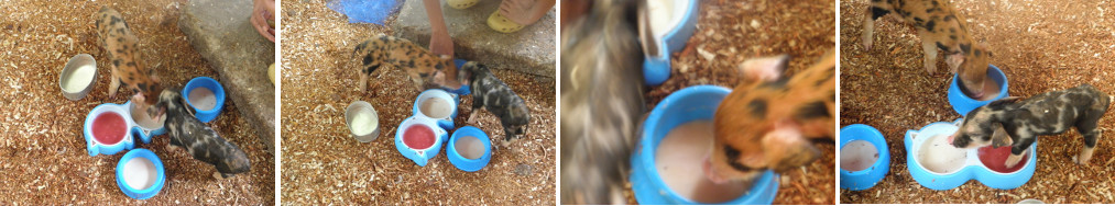 Images of sick piglets feeding