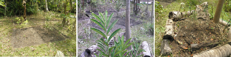 Images of newly cleaned garden plots