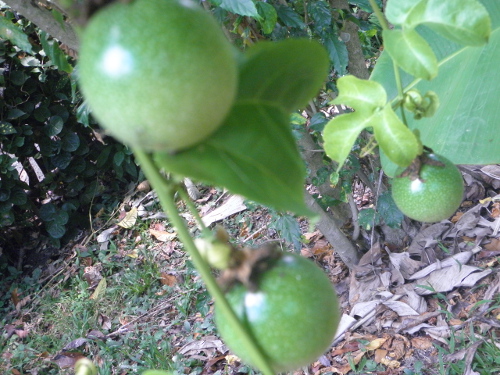 Image of Passion Fruit growing in
        garden