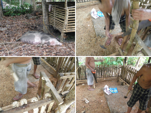 Images of men working on pig pen