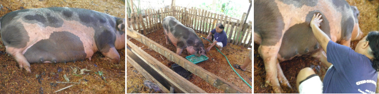 Images of pig sleeping, eating and
        being massaged