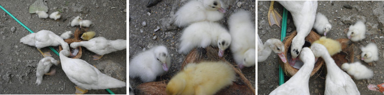 Images of young and old ducklings