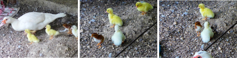 Images of duck with ducklings and adopted chick