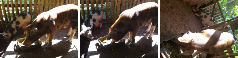 Images of neighbouring pigs finally united