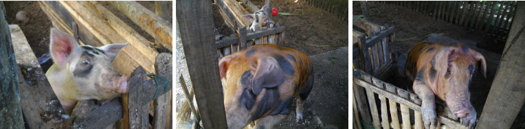 Images of piglet and neighbour