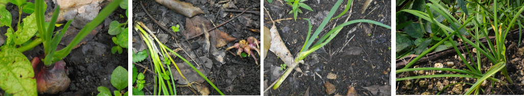 Images of Red Onions, Native Shallot, Spring Onion and
        Garlic growing