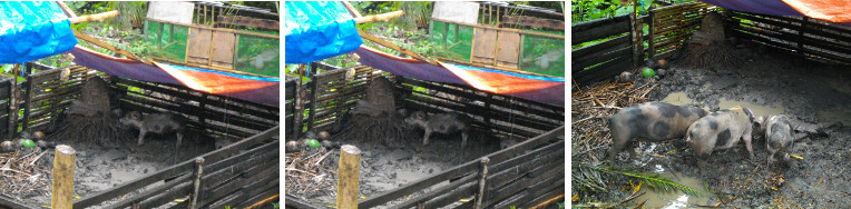 Images of piglets in the rain