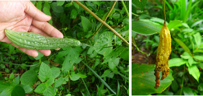 Images of Amplaya gourd