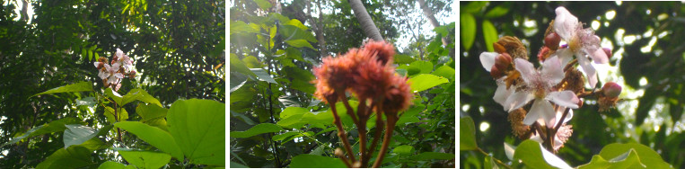 Images of Asuerte tree flowering
