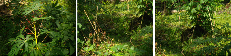 Images of windblown Cassava plants in
        tropical garden after strom